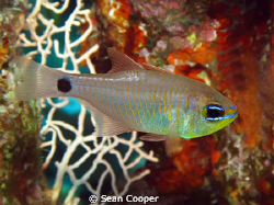 Orange-lined cardinalfish(Archamia fucata). Taken with Ca... by Sean Cooper 
